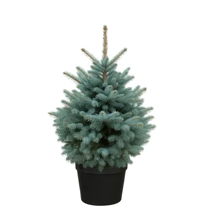 Blauwspar 100-125cm in Pot - Premium Christmas tree