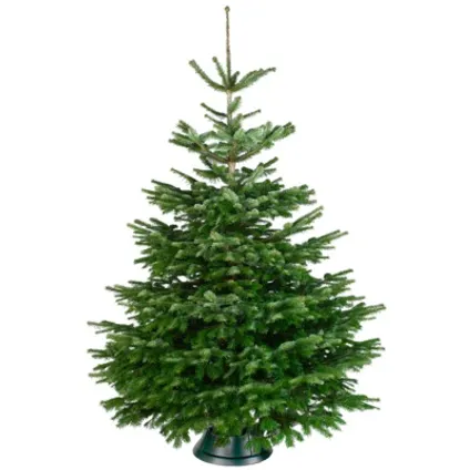Nordmann Kerstboom 175-200cm Gezaagd - Premium Christmas tree